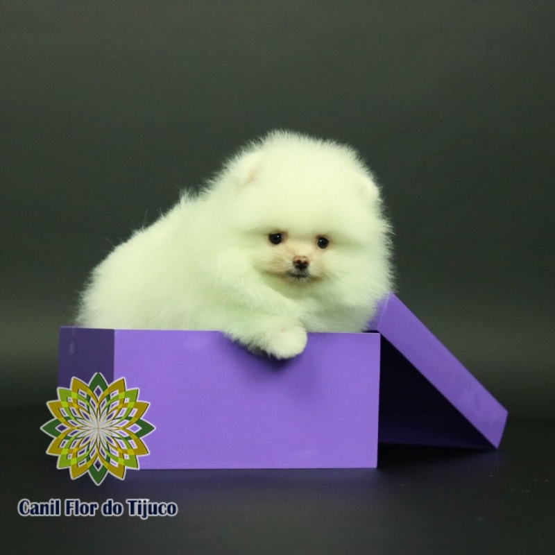 Canil Cão Spitz Alemão Branco Salvador - Canil Spitz Alemão Filhote