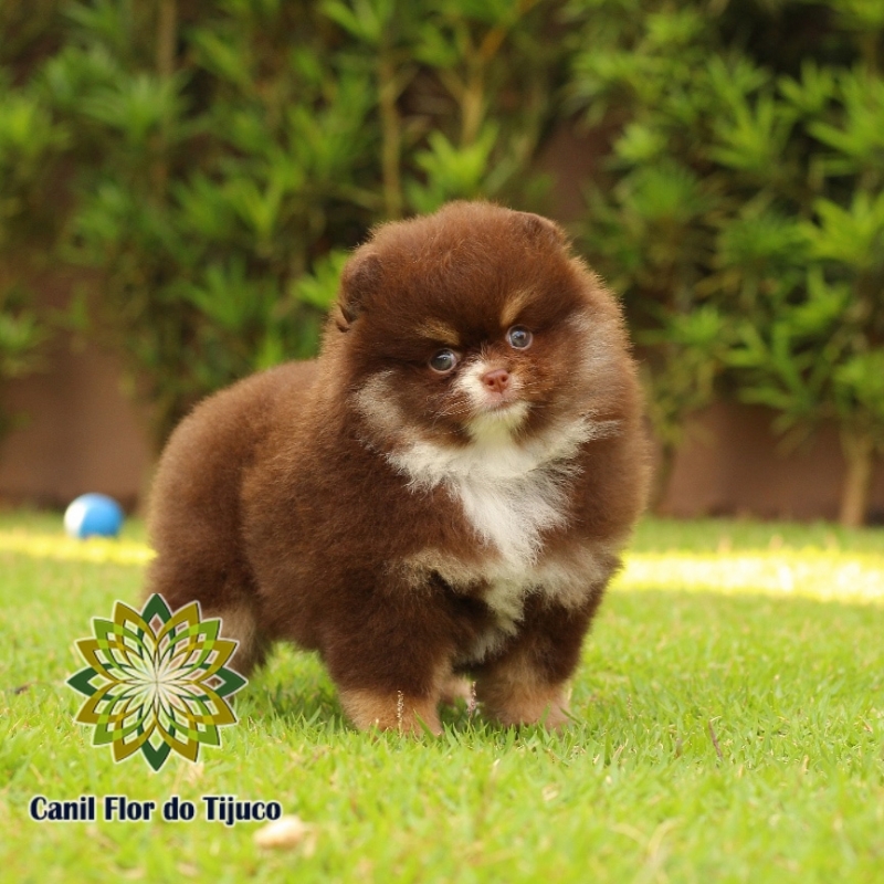 Canil Cão Spitz Alemão Chocolate Parque São Domingos - Canil Spitz Alemão Mini