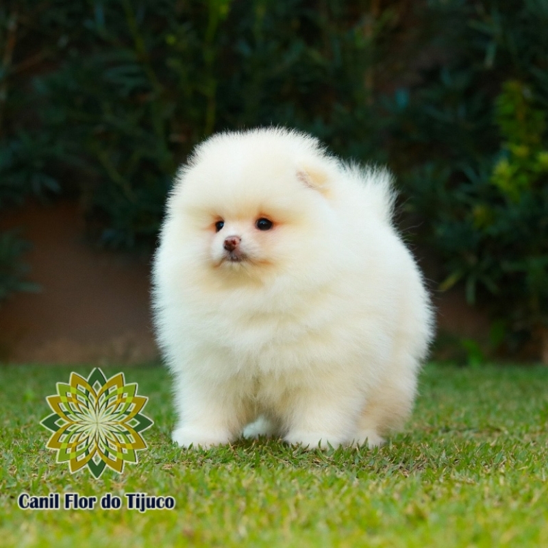 Canil Cão Spitz Alemão Creme Ipatinga - Canil Spitz Alemão Anão