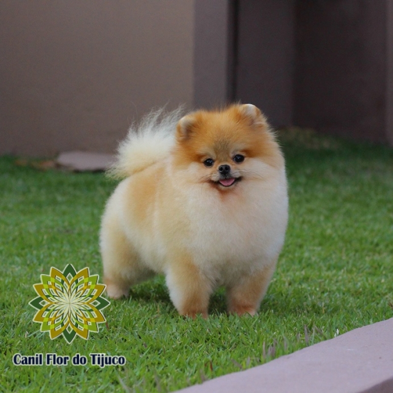 Canil Cão Spitz Alemão Laranja José Bonifácio - Canil Spitz Alemão Pequeno