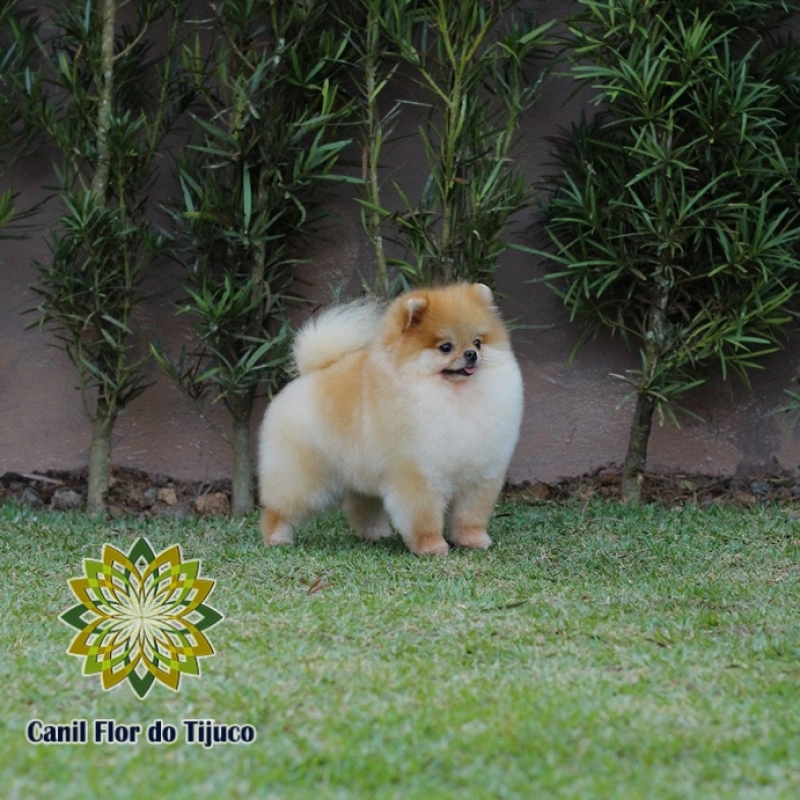 Canil Cão Spitz Alemão Micro Porto União - Canil Spitz Alemão Macho