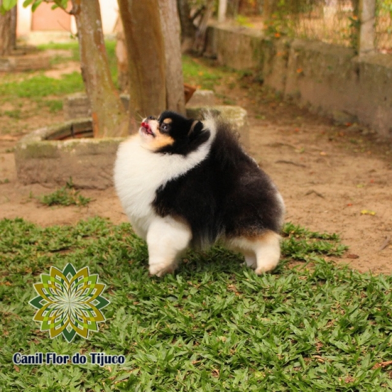 Canil Cão Spitz Alemão Mini Campo Grande - Canil Spitz Alemão Laranja