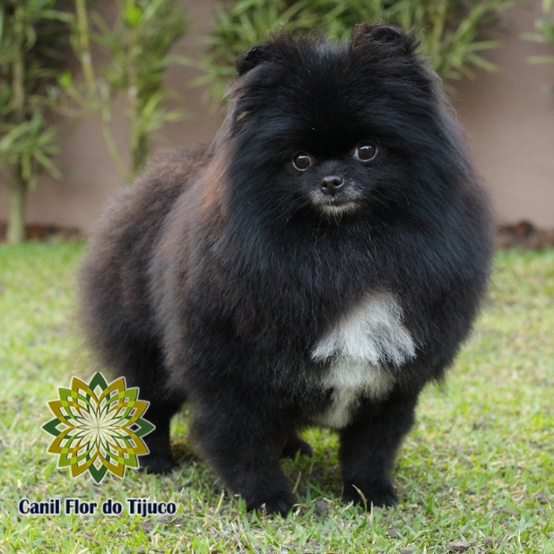 Canil Cão Spitz Alemão Preto Leblon - Canil Spitz Alemão Fêmea