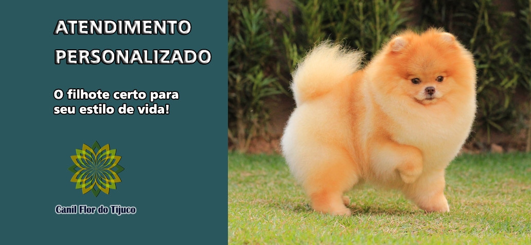 canil-spitz-alemao-anao-flordotijuco-banner1