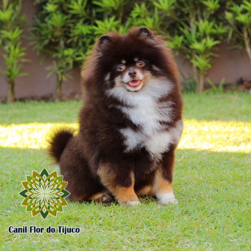 Canil Spitz Alemão Chocolate Preços Juara - Canil Spitz Alemão Branco