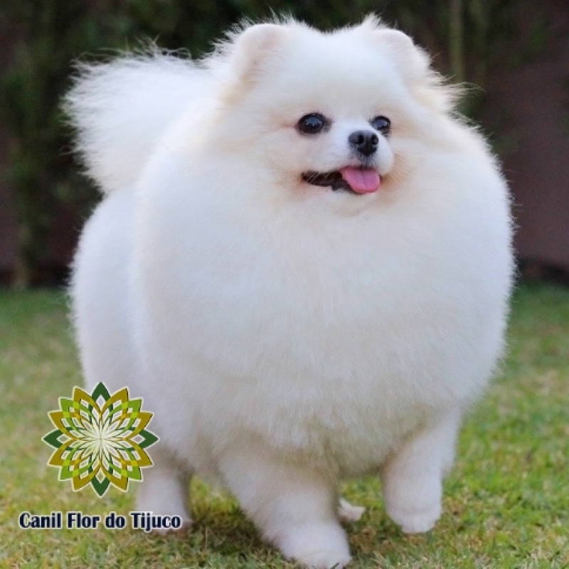 Cão Lulu da Pomerânia Branco Adulto Tibagi - Lulu da Pomerânia Branco e Preto