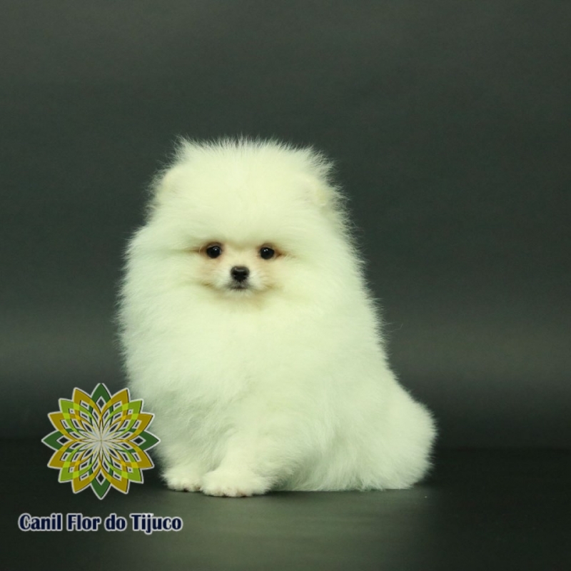 Cão Lulu da Pomerânia Branco Anão Aeroporto - Lulu da Pomerânia Branco e Preto