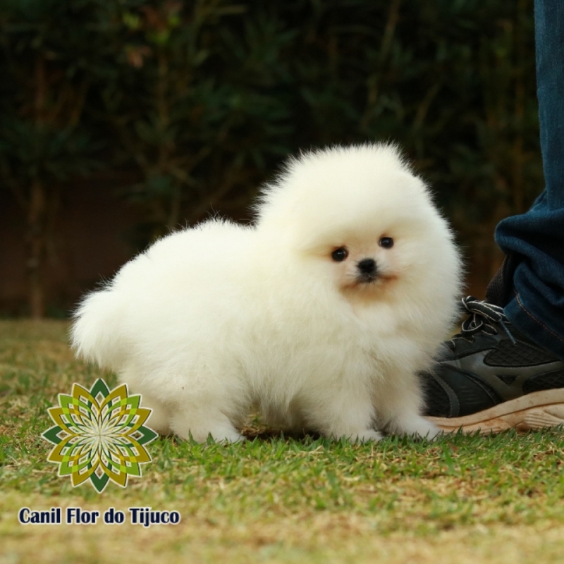 Cão Lulu da Pomerânia Branco e Preto Mamanguape - Lulu da Pomerânia Branco Pequeno