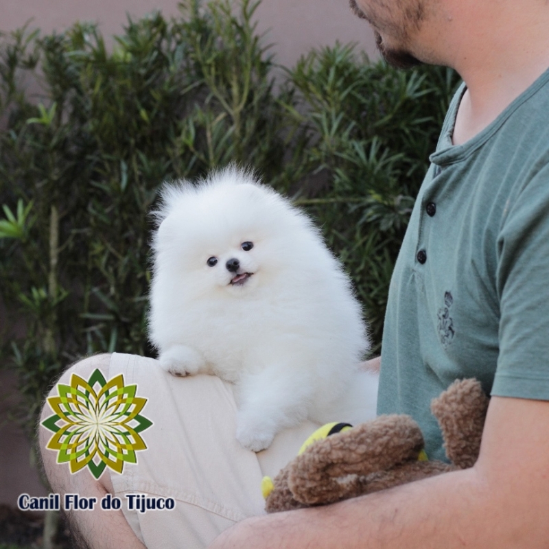Cão Lulu da Pomerânia Branco Filhote Porto União - Lulu da Pomerânia Cor Branca