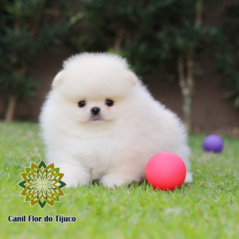 Cão Lulu da Pomerânia Branco Macho Piratuba - Lulu da Pomerânia Branco