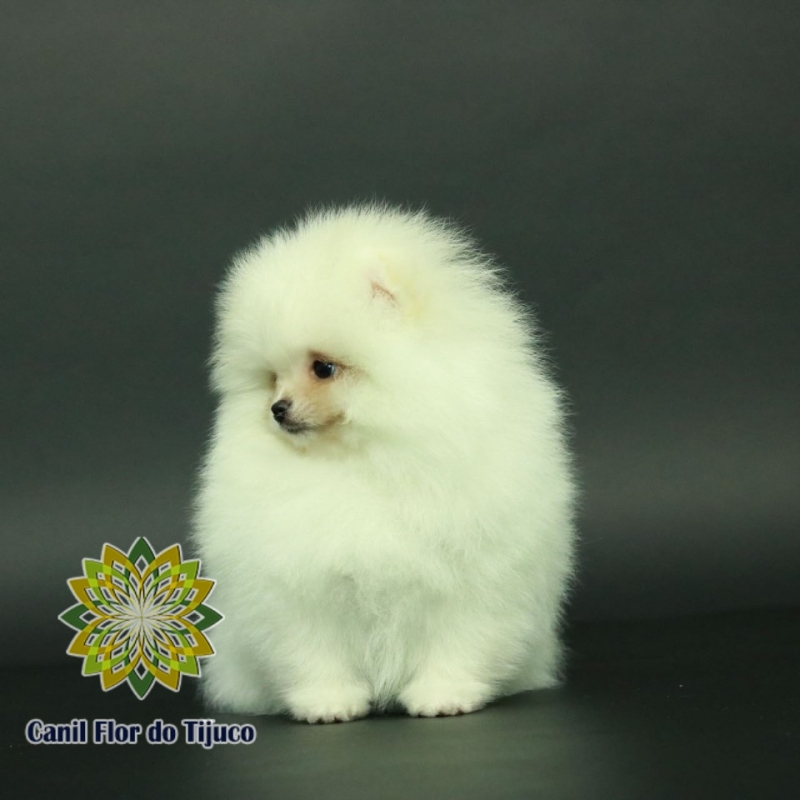 Cão Lulu da Pomerânia Branco Micro Francisco Morato - Lulu da Pomerânia Branco