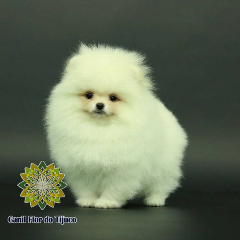 Cão Lulu da Pomerânia Branco Mini Ipatinga - Lulu da Pomerânia Branco Pequeno