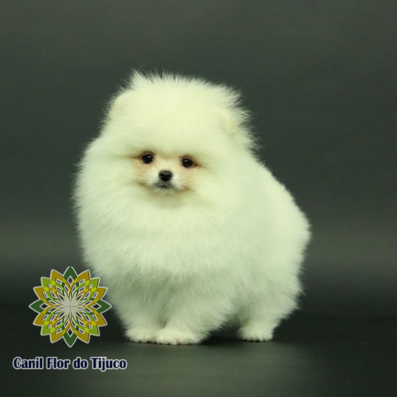 Cão Lulu da Pomerânia Branco Mini Vila Formosa - Lulu da Pomerânia Branco