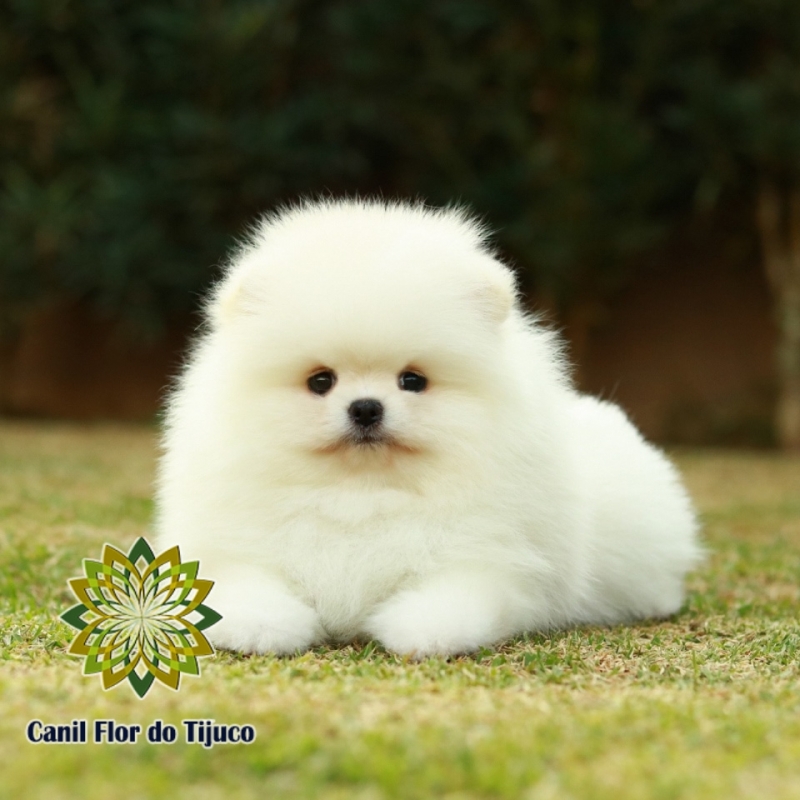 Cão Lulu da Pomerânia Branco Pequeno Tibagi - Lulu da Pomerânia Branco Anão
