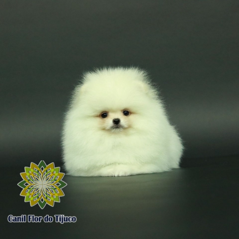 Cão Lulu da Pomerânia Branco Camaçari - Lulu da Pomerânia Branco Micro