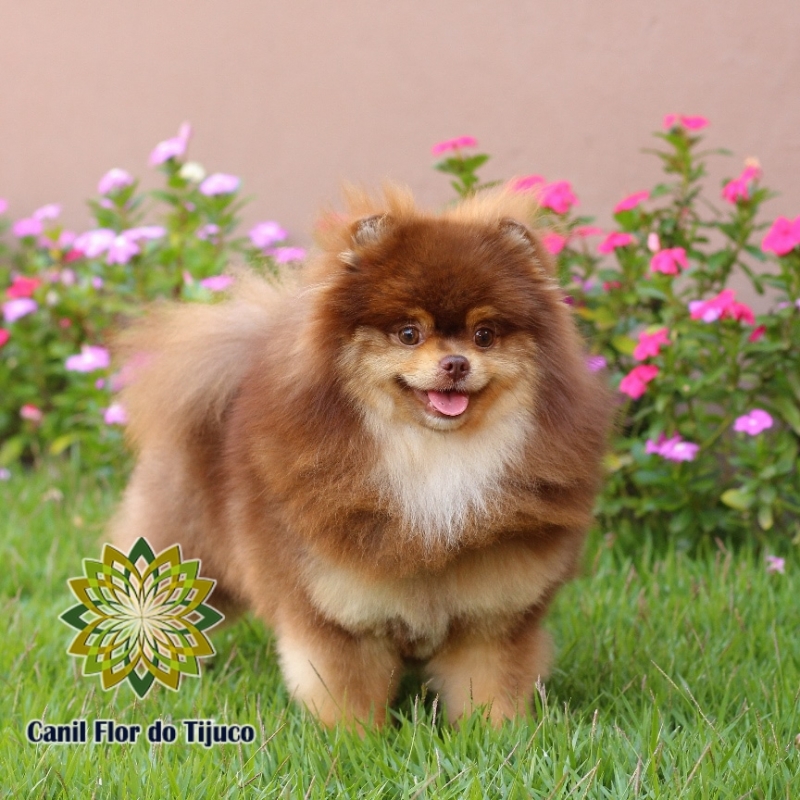 Cão Lulu da Pomerânia Chocolate Anão Parelheiros - Lulu da Pomerânia Chocolate Pequeno