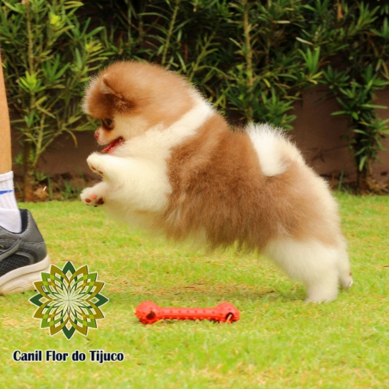 Cão Lulu da Pomerânia Chocolate Fêmea Ibirité - Lulu da Pomerânia Chocolate e Branco