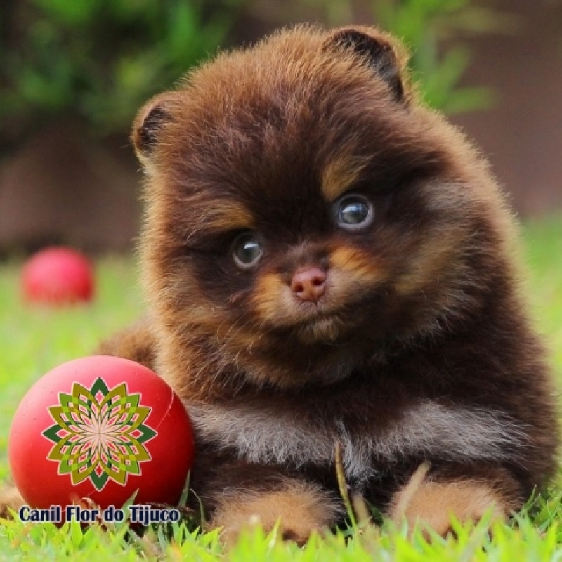 Cão Lulu da Pomerânia Chocolate Micro Bom Princípio - Lulu da Pomerânia Chocolate Adulto