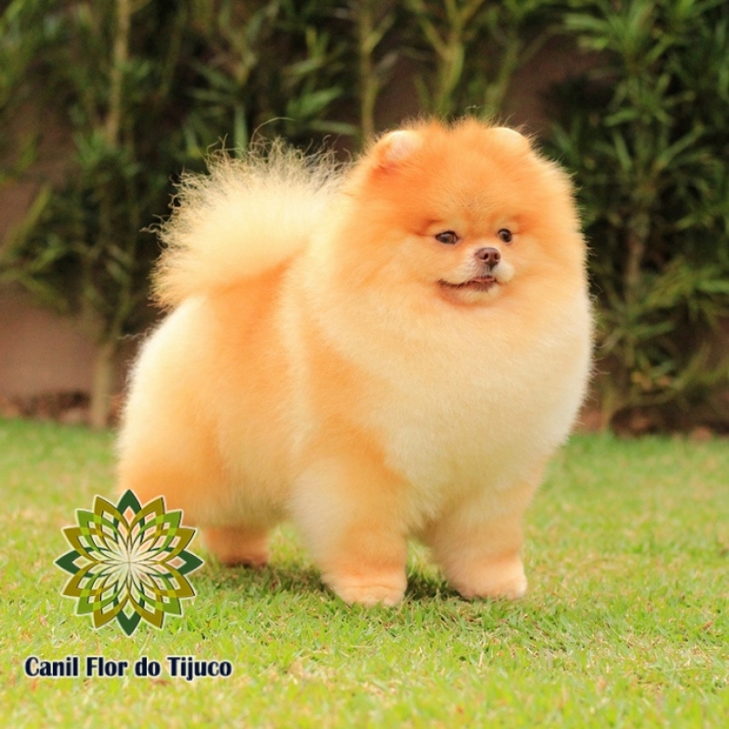 Cão Lulu da Pomerânia Chocolate Peludo Amazonas - Lulu da Pomerânia Chocolate Anão