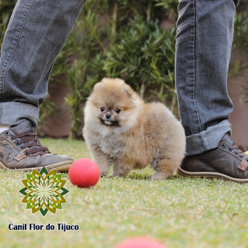 Cão Lulu da Pomerânia Cor Laranja Mini Wanderlândia - Lulu da Pomerânia da Cor Laranja