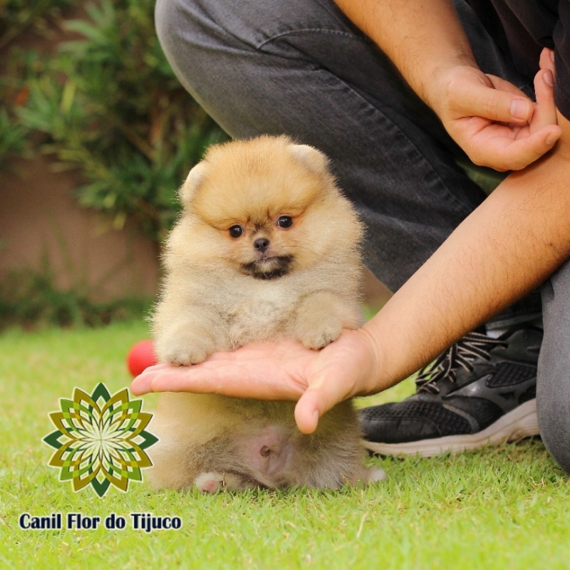 Cão Lulu da Pomerânia Cor Laranja São Paulo de Olivença - Lulu da Pomerânia Laranja Adulto