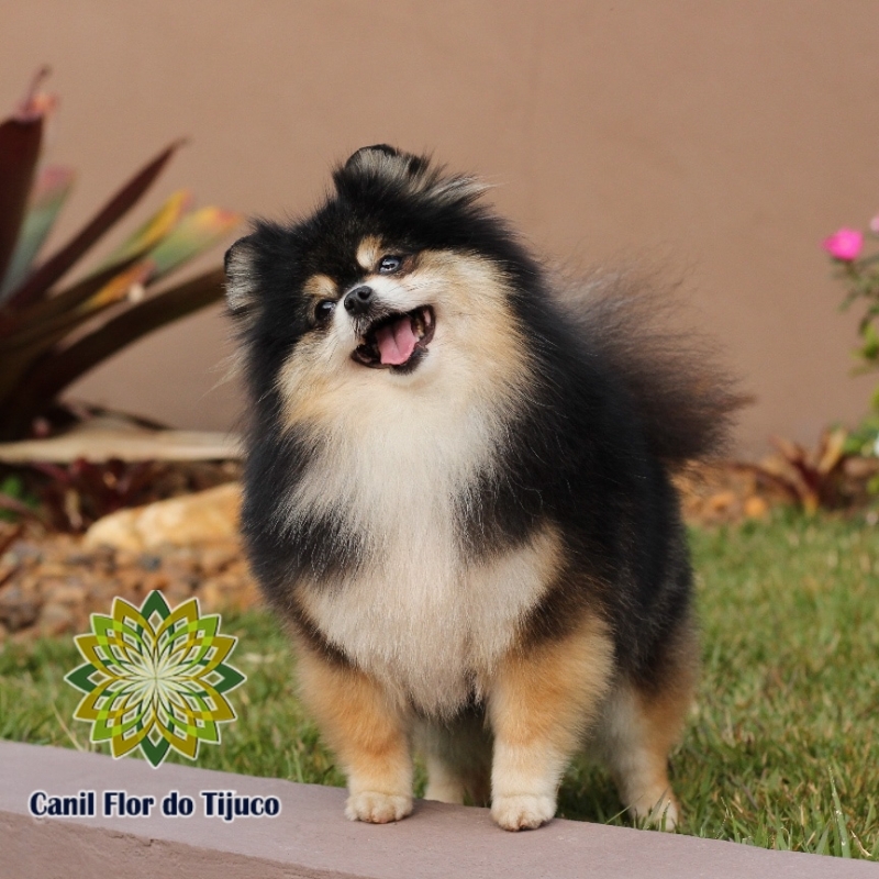 Cão Lulu da Pomerânia Cor Preta São Borja - Lulu da Pomerânia Preto Pequeno