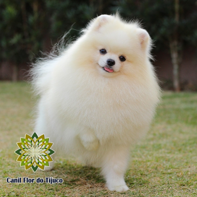 Cão Lulu da Pomerânia Creme Adulto Raposo Tavares - Lulu da Pomerânia Creme Adulto