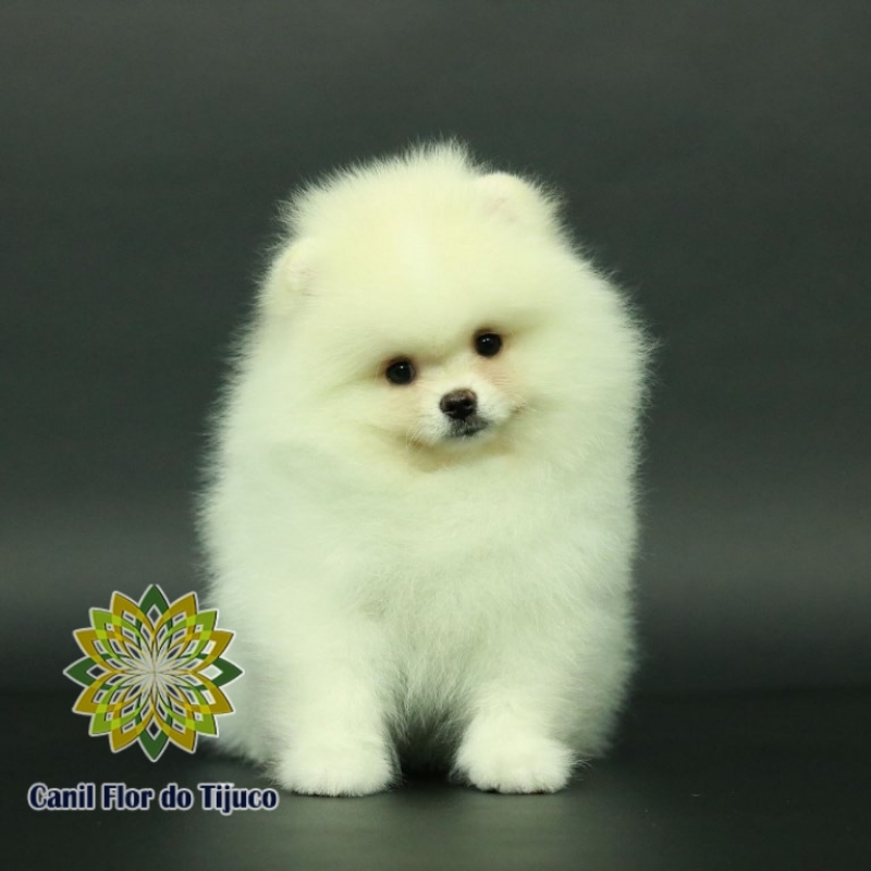 Cão Lulu da Pomerânia Creme Anão Macau - Lulu da Pomerânia Creme Macho