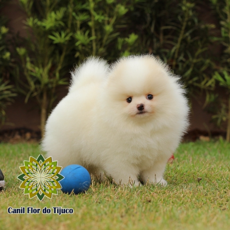 Cão Lulu da Pomerânia Creme e Branco Jardins - Lulu da Pomerânia Creme e Branco