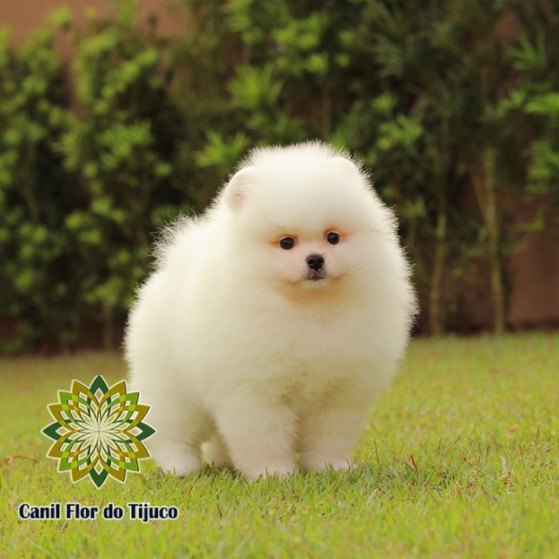 Cão Lulu da Pomerânia Creme Fêmea Baixada Fluminense - Lulu da Pomerânia Creme Mini