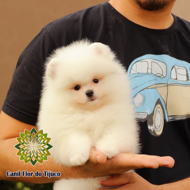 Cão Lulu da Pomerânia Creme Filhote Nova Andradina - Lulu da Pomerânia Creme Micro