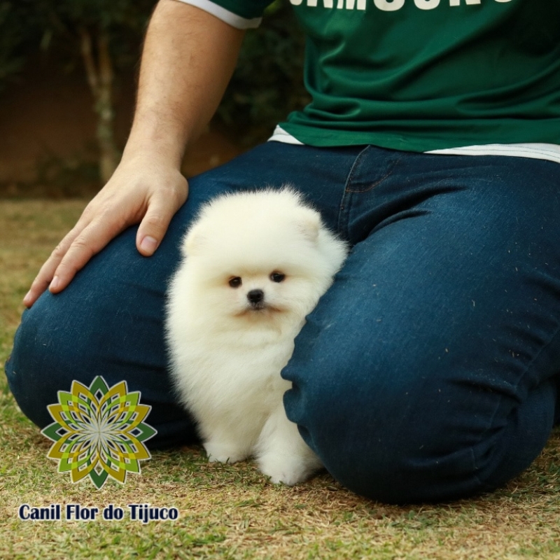 Cão Lulu da Pomerânia Creme Micro Canarana - Lulu da Pomerânia Creme e Branco