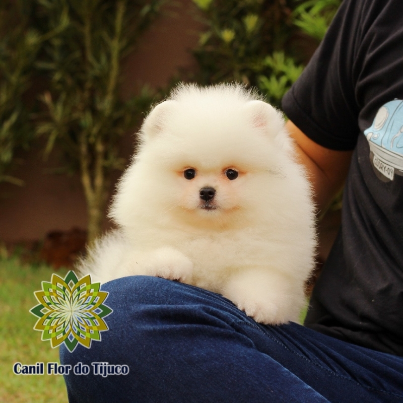 Cão Lulu da Pomerânia Creme Tobias Barreto - Lulu da Pomerânia Creme Macho