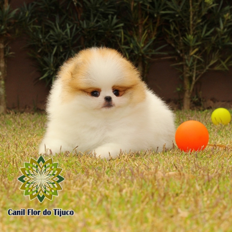 Cão Lulu da Pomerania Filhote Anão Assu - Lulu da Pomerania Filhote Anão