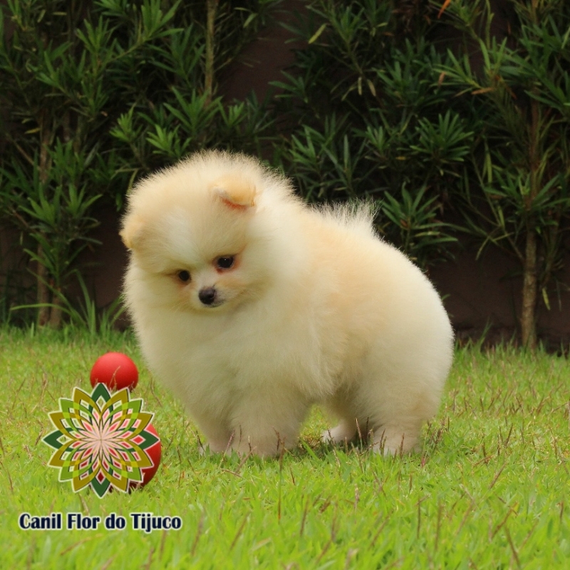 Cão Lulu da Pomerânia Filhote Creme Araguaína - Lulu da Pomerânia Filhote Branco