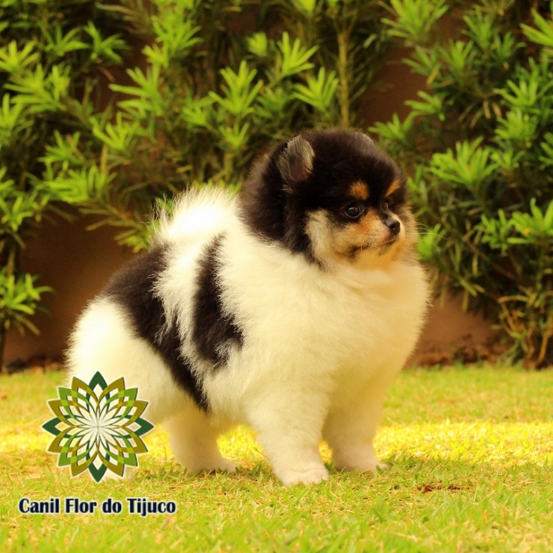 Cão Lulu da Pomerânia Filhote Fêmea Xinguara - Lulu da Pomerânia Filhote Creme