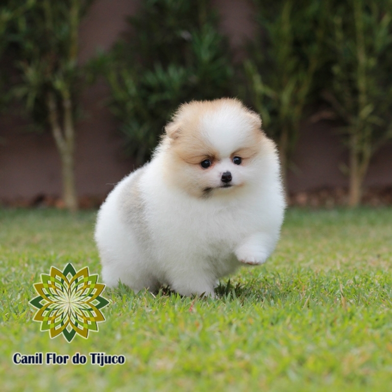 Cão Lulu da Pomerânia Filhote Mini Mazagão - Lulu da Pomerânia Filhote Preto