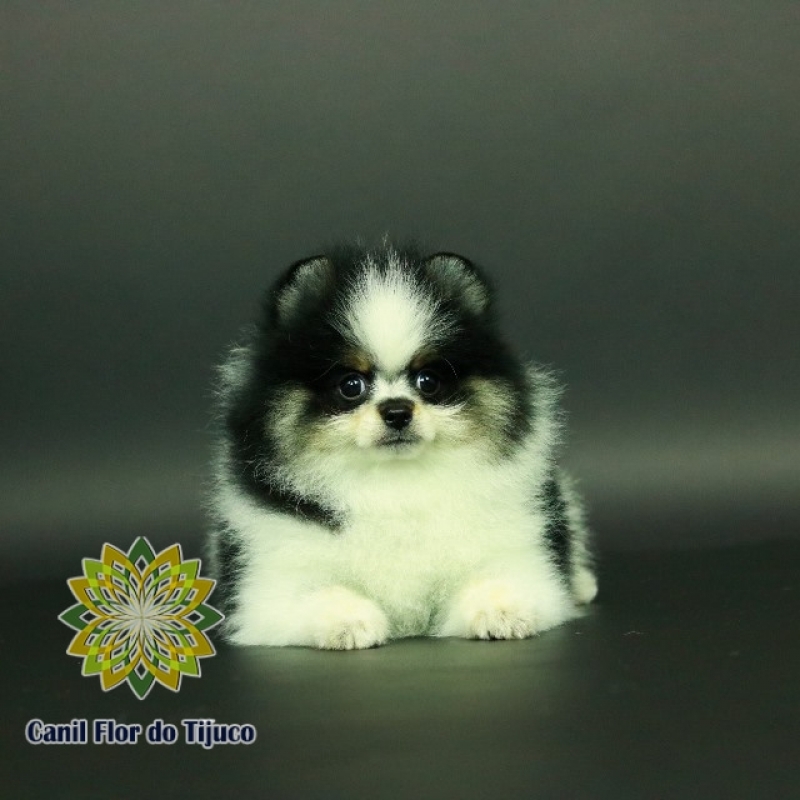 Cão Lulu da Pomerânia Filhote Natal - Lulu da Pomerânia Filhote Micro