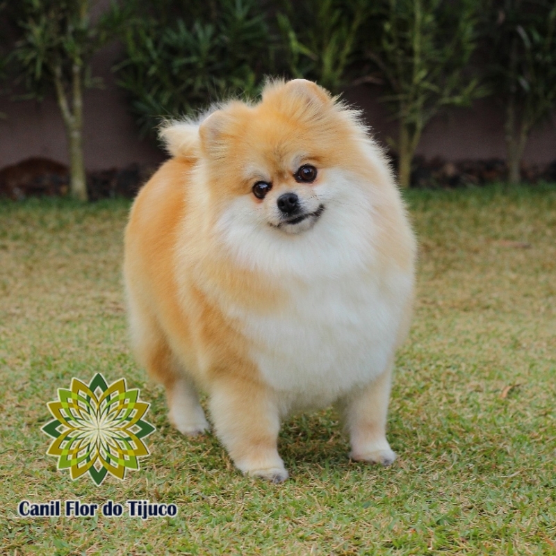 Cão Lulu da Pomerânia Laranja Adulto Wanderlândia - Lulu da Pomerânia Laranja