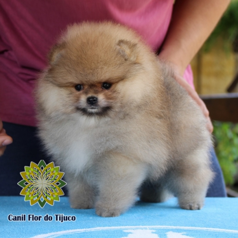 Cão Lulu da Pomerânia Laranja Filhote Caparaó - Lulu da Pomerânia Laranja Mini