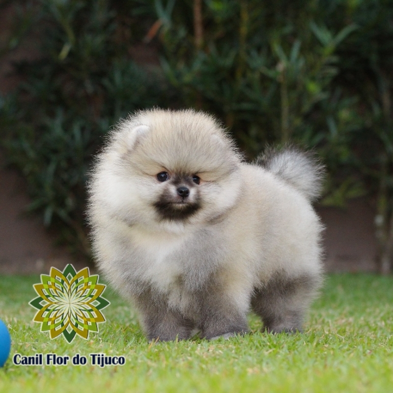 Cão Lulu da Pomerânia Laranja Macho Sergipe - Lulu da Pomerânia Laranja Filhote