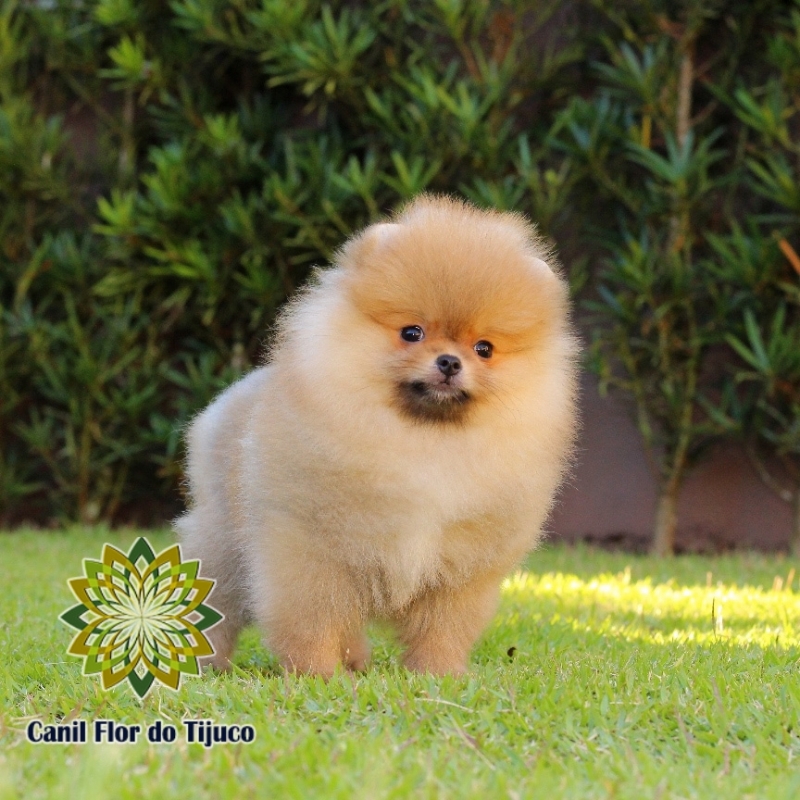 Cão Lulu da Pomerânia Laranja Mini Lagarto - Lulu da Pomerânia Laranja Filhote