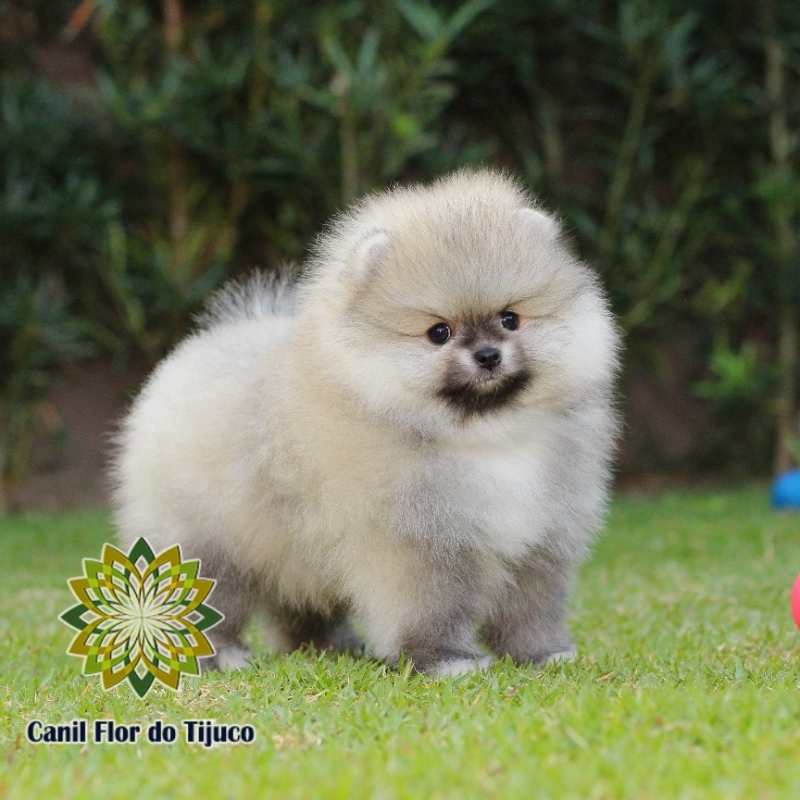 Cão Lulu da Pomerânia Laranja Estação - Lulu da Pomerânia Cor Laranja Mini