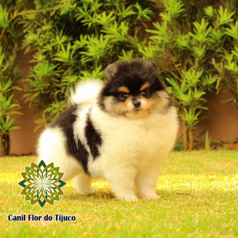 Cão Lulu da Pomerânia Mini Adulto Piratuba - Lulu da Pomerânia Mini Macho