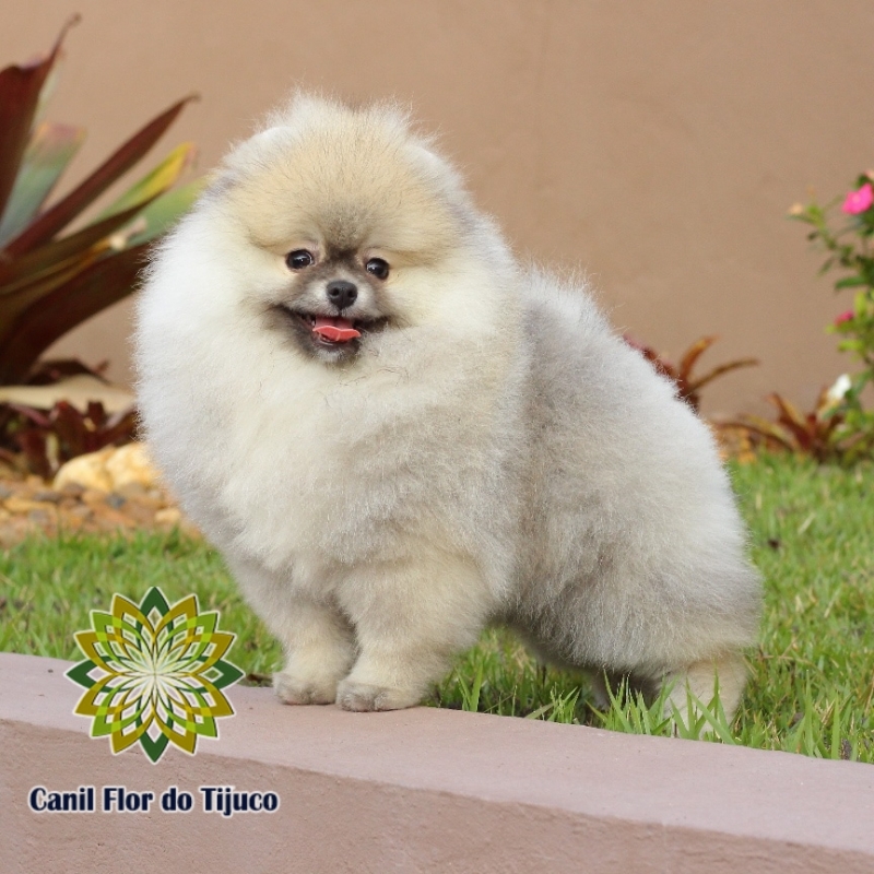 Cão Lulu da Pomerânia Mini Anão Flamengo - Lulu da Pomerânia Mini Chocolate