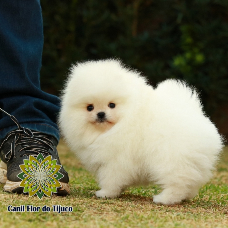 Cão Lulu da Pomerânia Mini Branco Jaçanã - Lulu da Pomerânia Mini Adulto