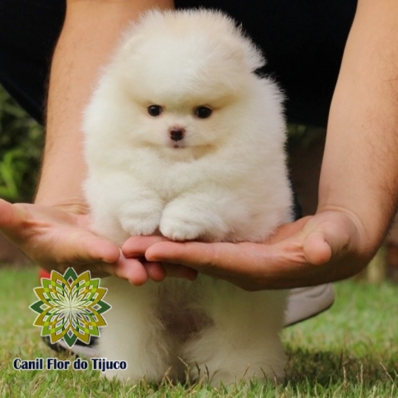 Cão Lulu da Pomerânia Mini Creme Igarassu - Lulu da Pomerânia Mini Branco
