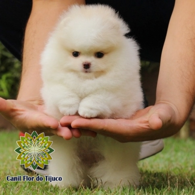 Cão Lulu da Pomerânia Mini Creme Três Lagoas - Lulu da Pomerânia Mini Pequeno