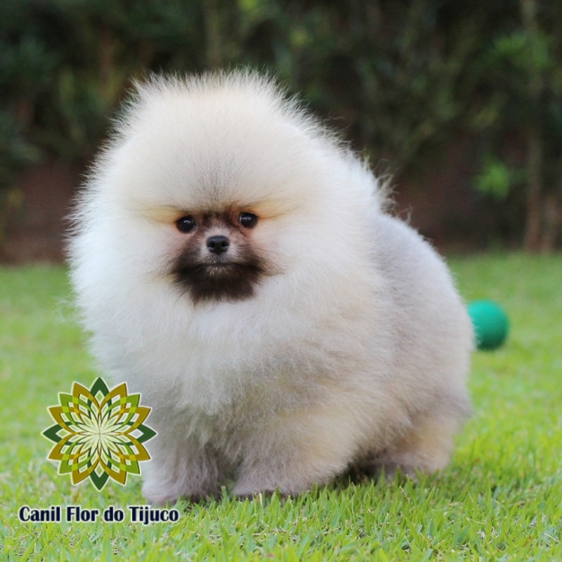 Cão Lulu da Pomerânia Mini Fêmea Poços de Caldas - Lulu da Pomerânia Mini  Anão - Pet Shop Flor do Tijuco
