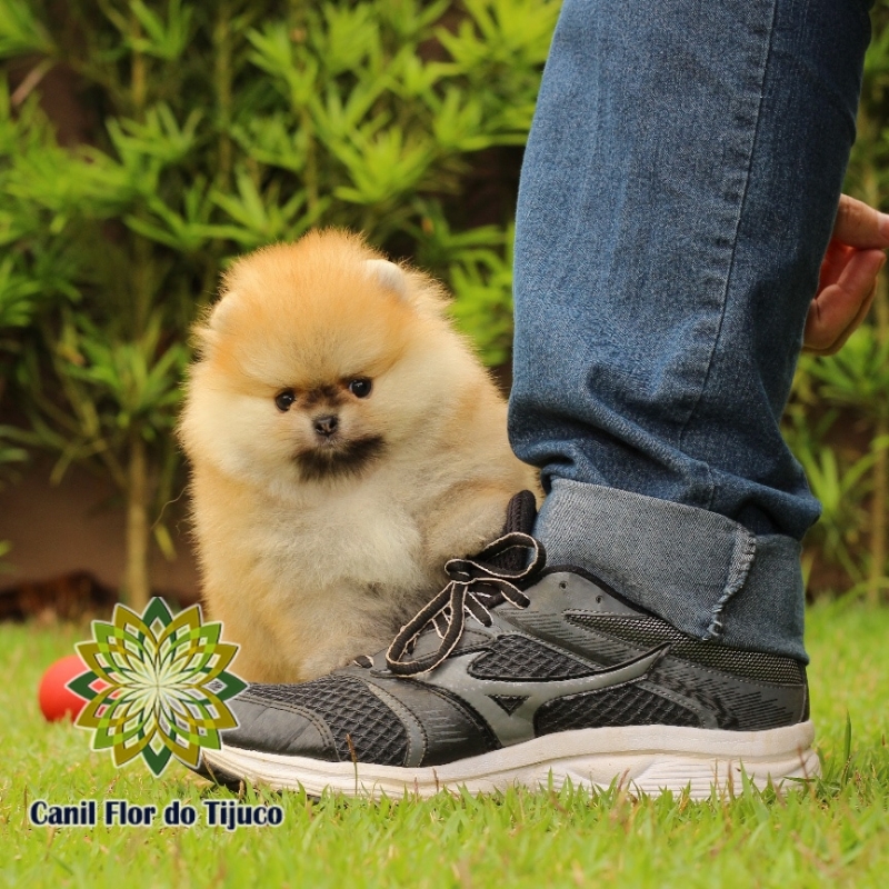 Cão Lulu da Pomerânia Mini Laranja Parque Vila Prudente - Lulu da Pomerânia Mini Branco